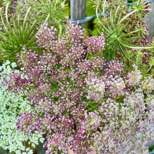 Blomstermorot 'Dara'