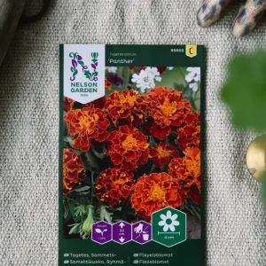 Tagetes, Sammets-, Panther