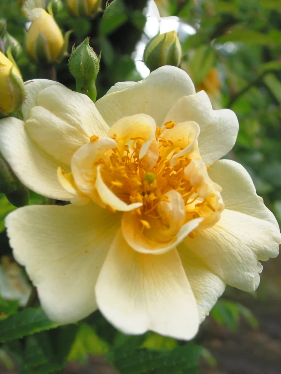 Fylld honungsros 'Hybrida' - Bild 7