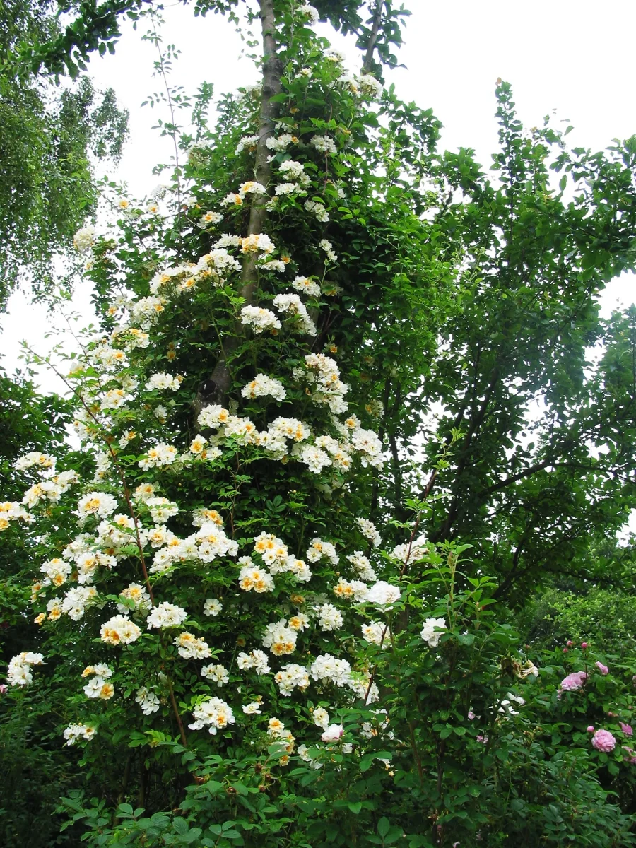Fylld honungsros 'Hybrida' - Bild 6