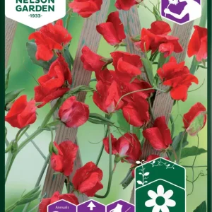 Luktärt 'Royal Scarlet'