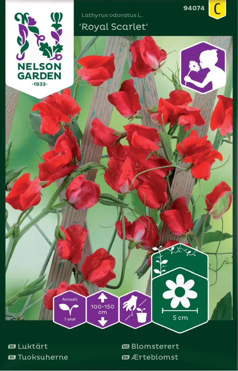 Luktärt 'Royal Scarlet'