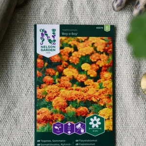 Tagetes, Sammets-, Boy o Boy
