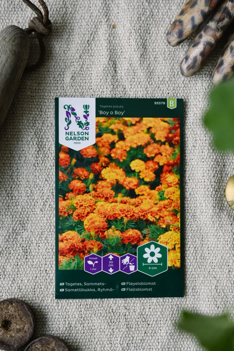 Tagetes, Sammets-, Boy o Boy