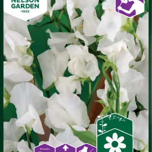 Luktärt 'Royal White'