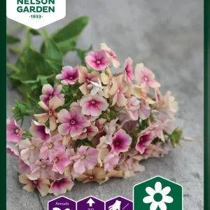 Sommarflox Cherry Caramel