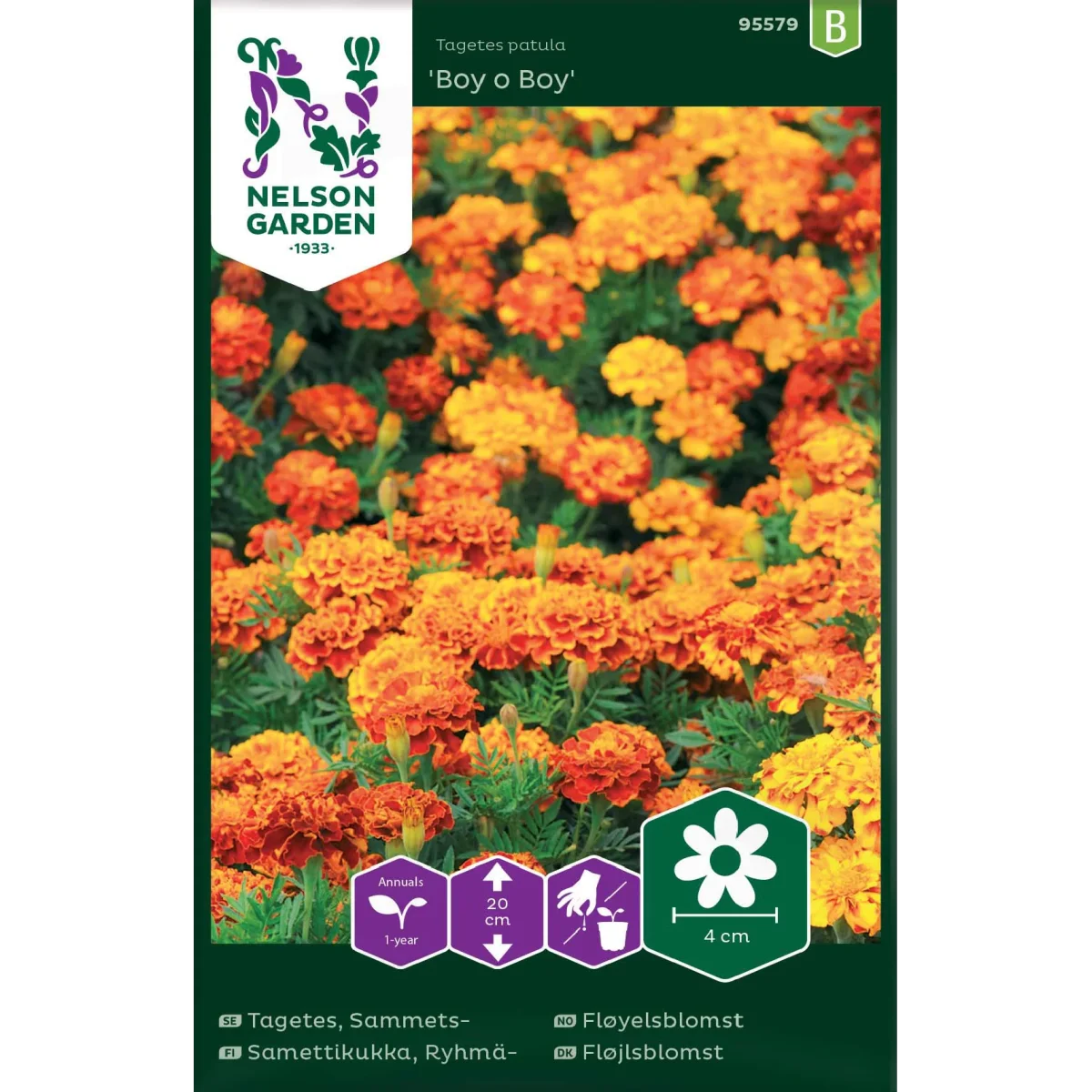 Tagetes, Sammets-, Boy o Boy - Bild 3