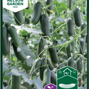 Ampelgurka 'Hopeline'