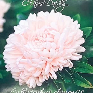 Aster King size apricot