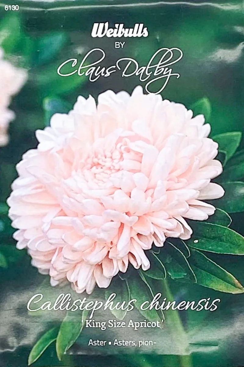 Aster King size apricot