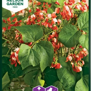 Blomsterböna Hestia