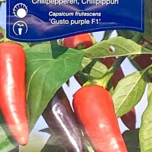 Chilipeppar 'Gusto Purple'