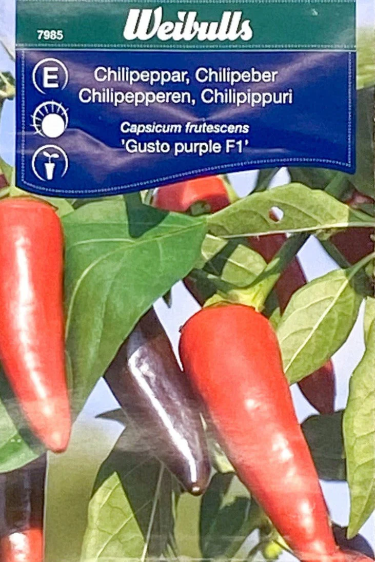 Chilipeppar 'Gusto Purple' - Bild 2