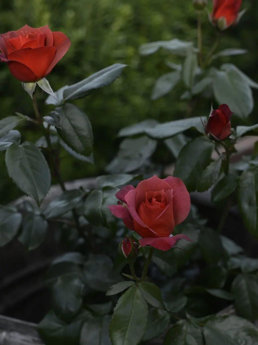Ros Floribundaros "Hot Chocolate" - Bild 5