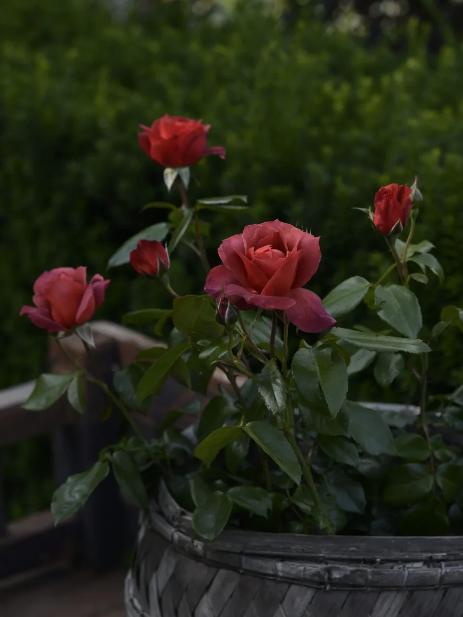 Ros Floribundaros "Hot Chocolate" - Bild 3