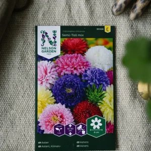 Dubbel aster i blandade färger