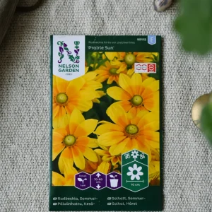 Sommarrudbeckia Praire Sun