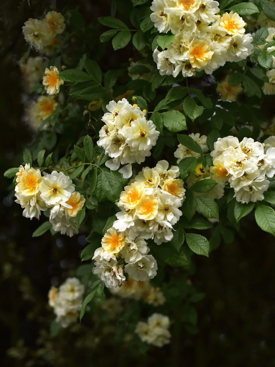 Fylld honungsros 'Hybrida'