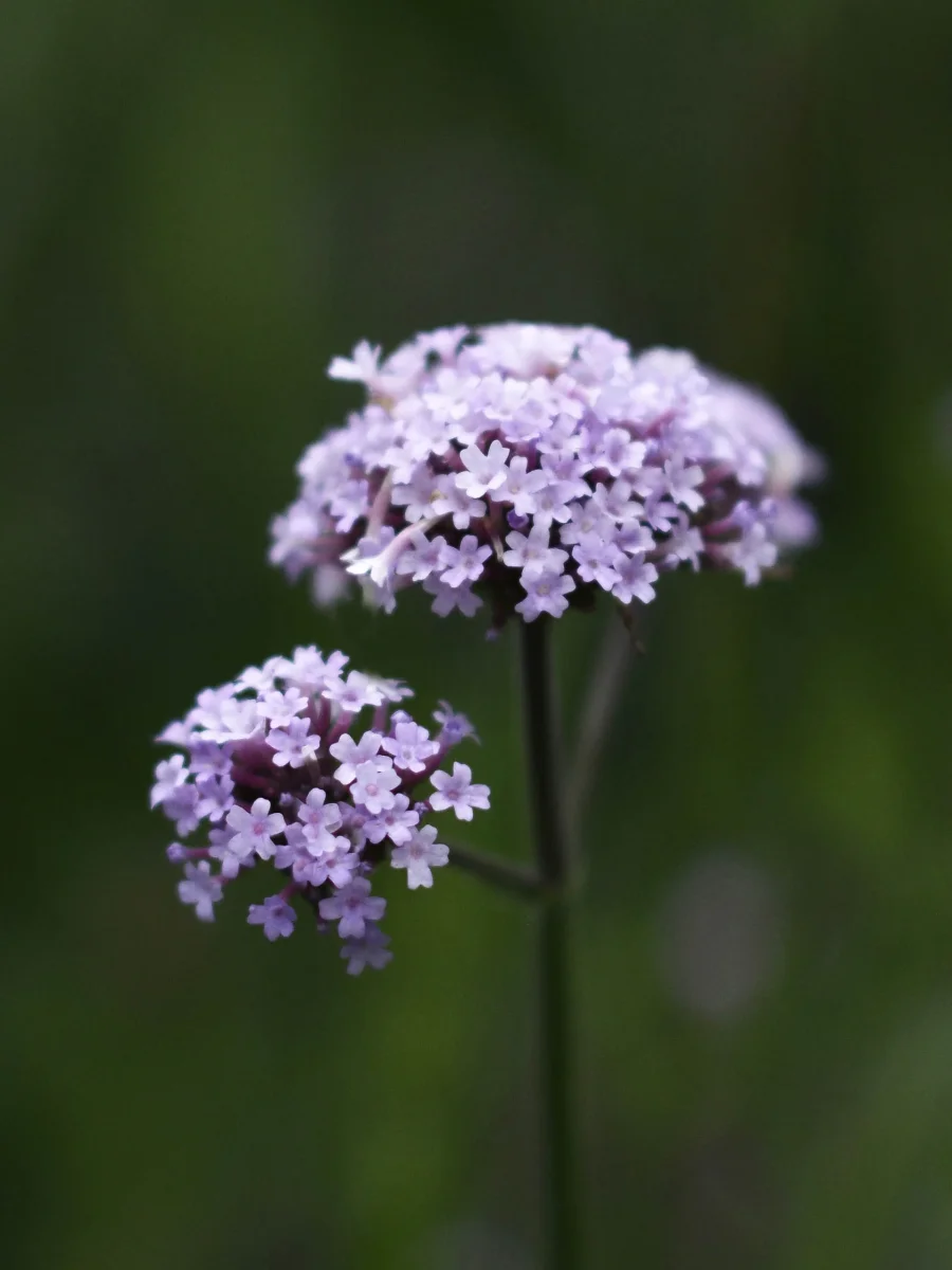 Jätteverbena - Bild 7