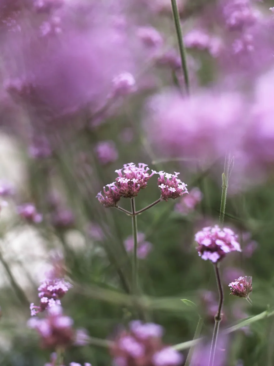 Jätteverbena - Bild 3