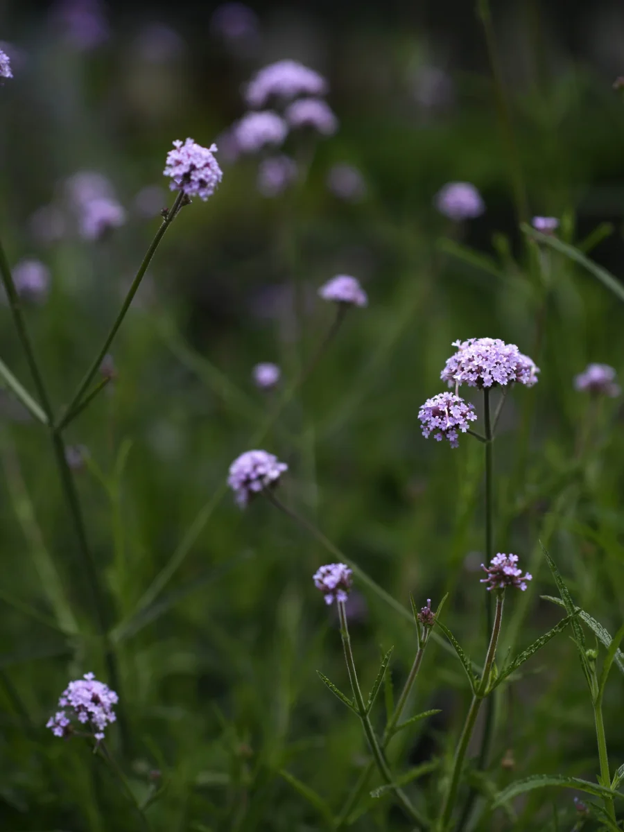 Jätteverbena - Bild 8