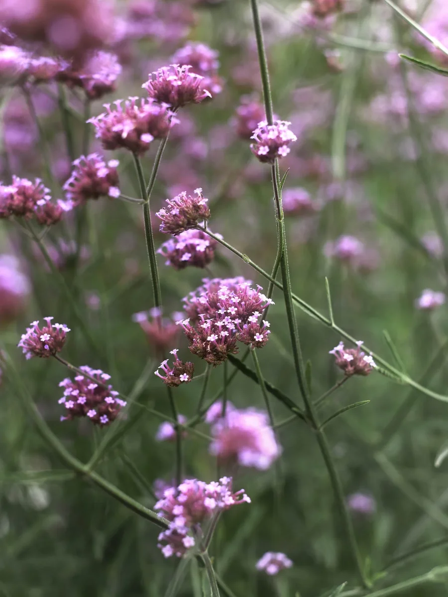 Jätteverbena - Bild 4