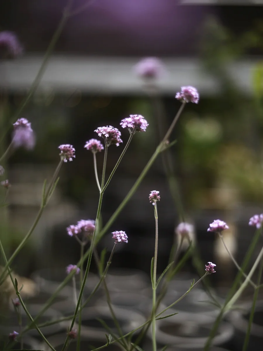 Jätteverbena - Bild 6