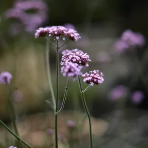 Jätteverbena