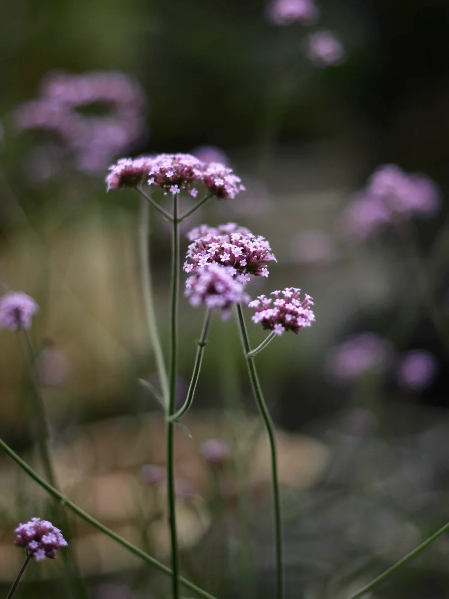 Jätteverbena