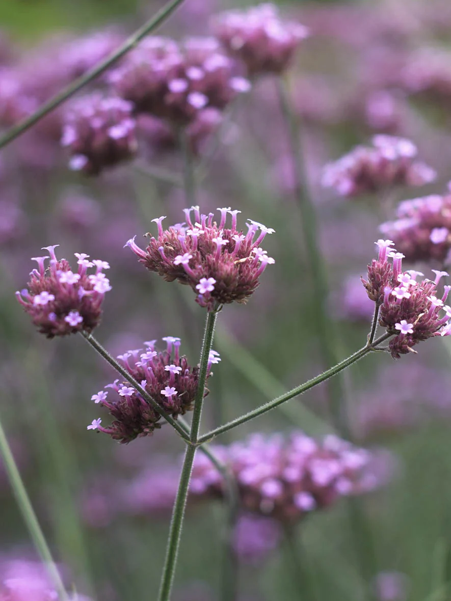 Jätteverbena - Bild 5