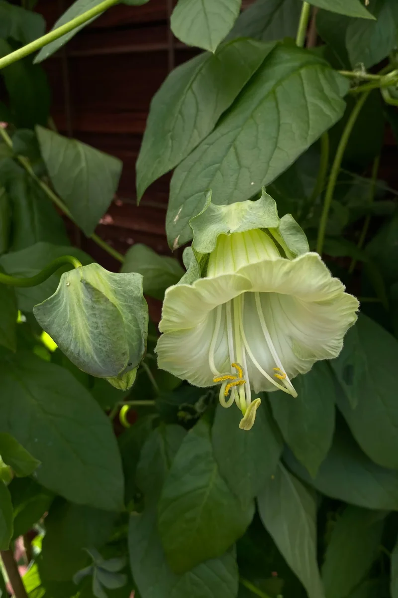 Klockranka 'Alba' - Bild 2