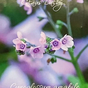 Kinesisk förgätmigej 'Mystic Pink'