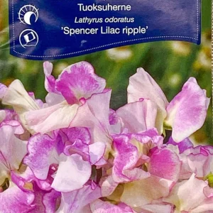 Luktärt 'Spencer Lilac Ripple'