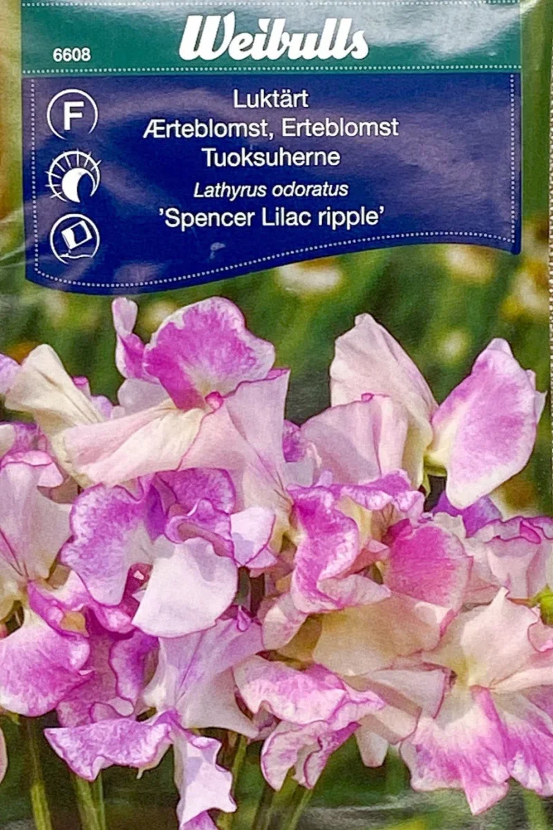 Luktärt 'Spencer Lilac Ripple'