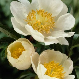 Pion 'Claire de Lune'