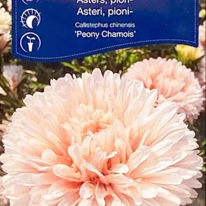 Pionaster Peony Chamois