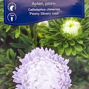 Pionaster Silvery Rose