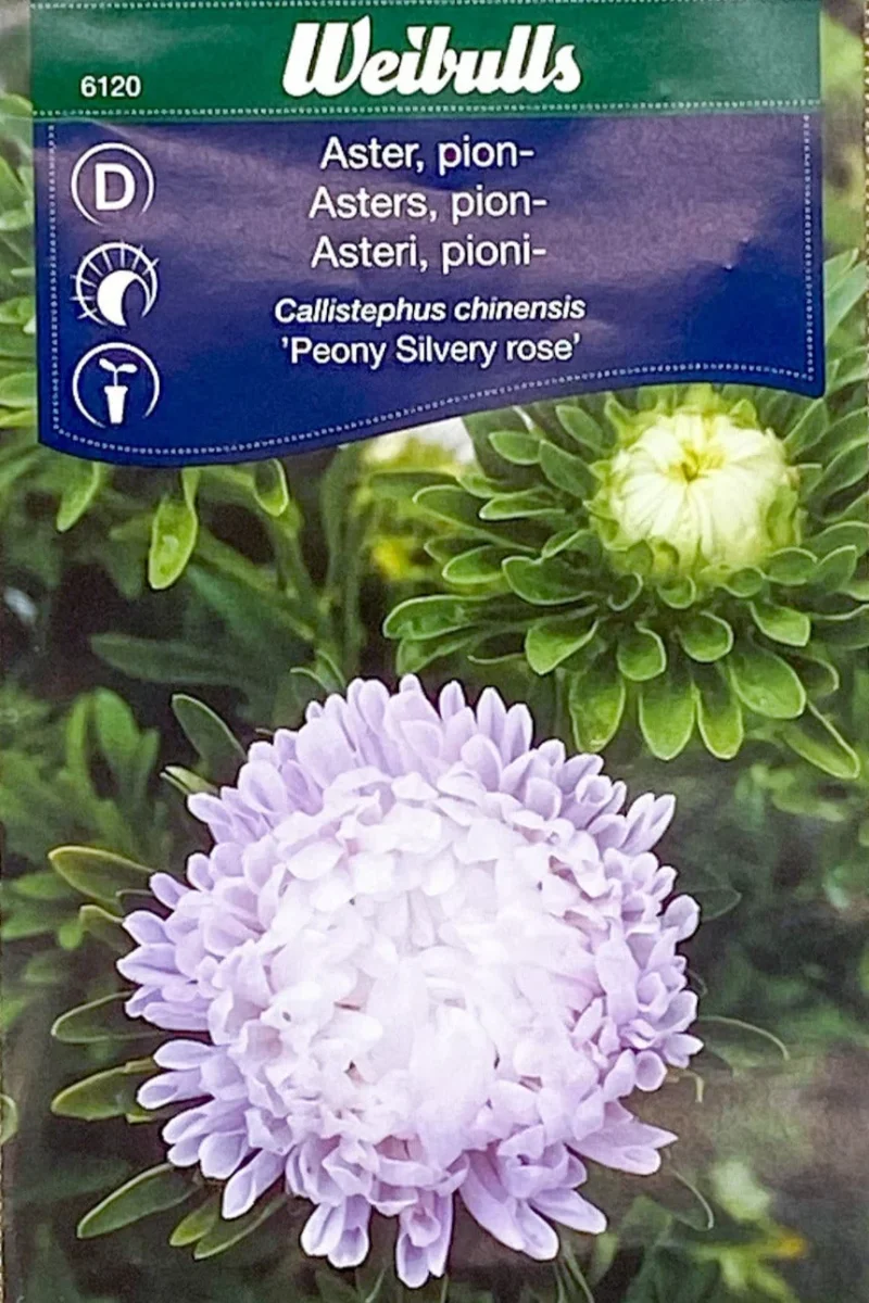 Pionaster Silvery Rose