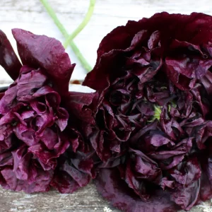 Pionvallmo Black Peony