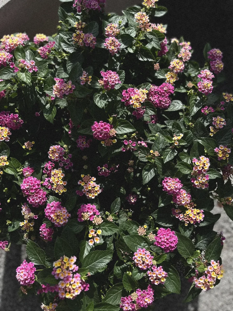Rosa Eldkrona