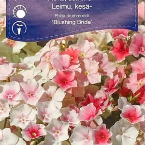 Sommarflox Blushing Bride