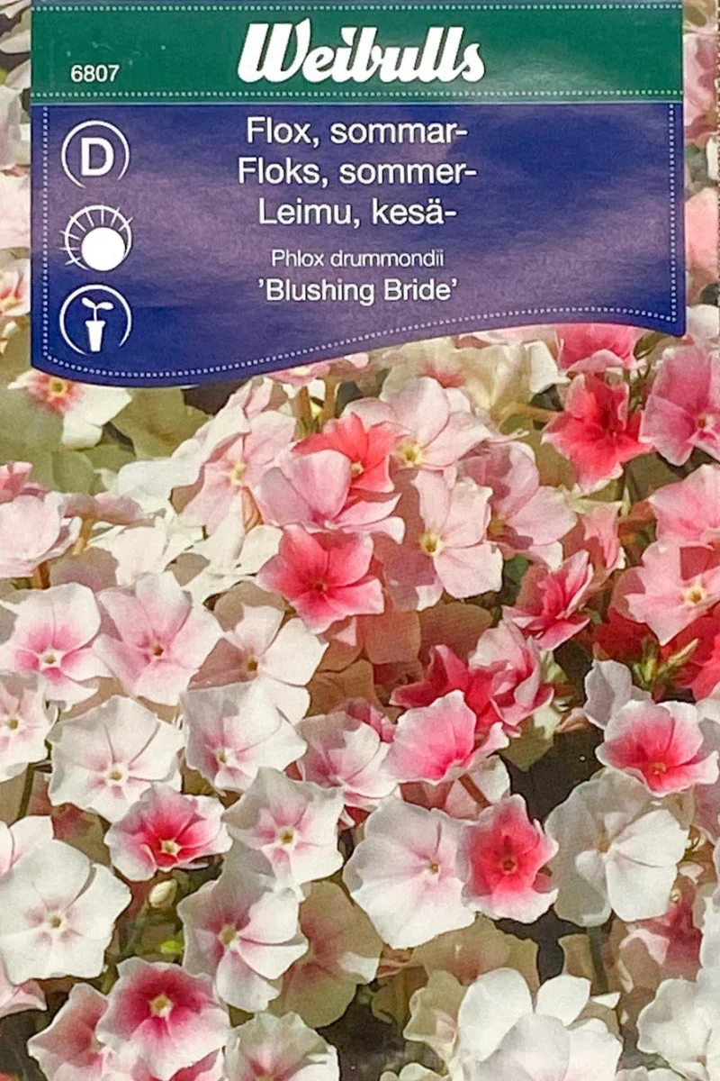 Sommarflox Blushing Bride