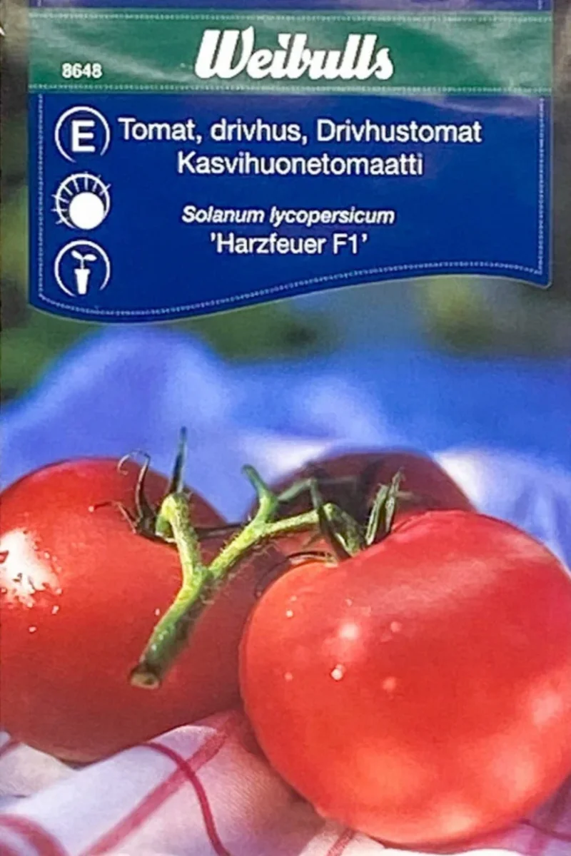 Tomat 'Harzfeuer' - Bild 2