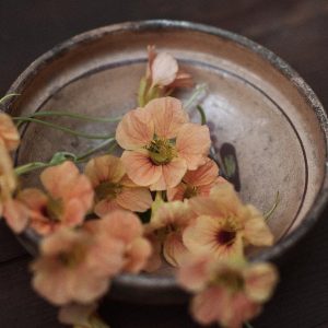 Dvärgkrasse 'Tip Top Apricot'