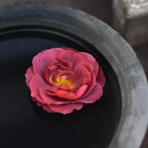 Ros Floribundaros "Hot Chocolate"