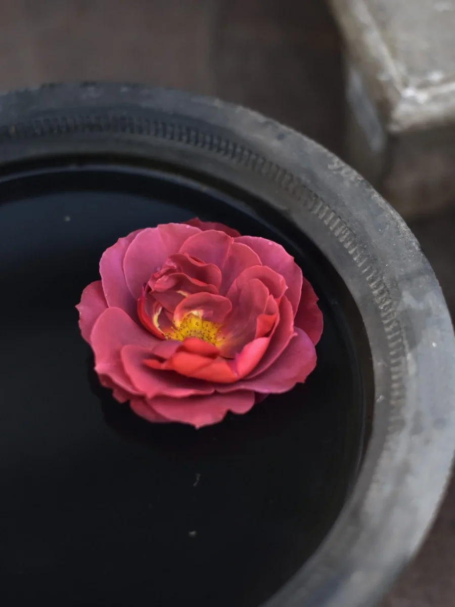 Ros Floribundaros "Hot Chocolate" - Bild 2