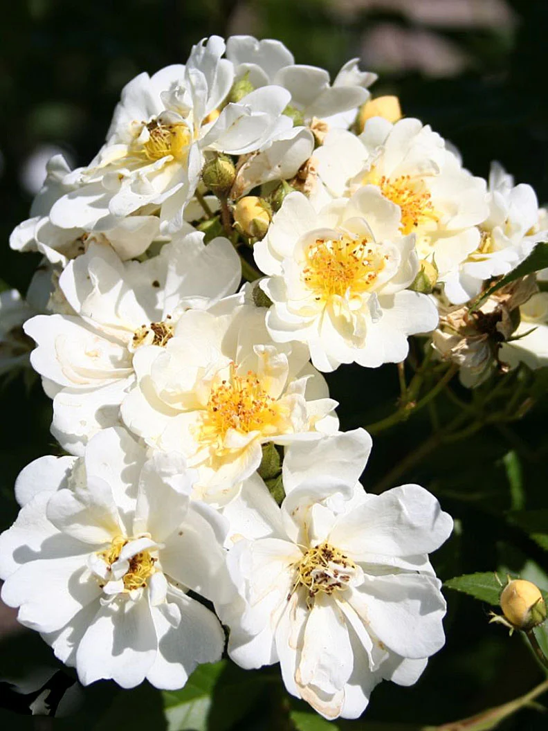 Fylld honungsros 'Hybrida' - Bild 5