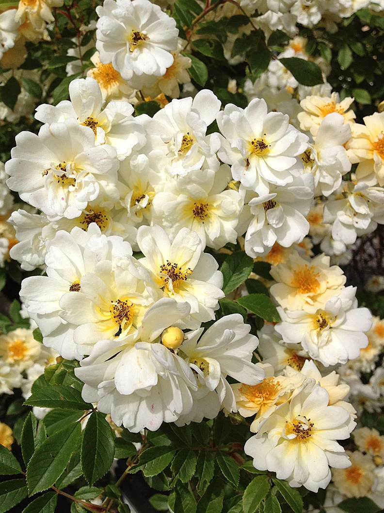 Fylld honungsros 'Hybrida' - Bild 3