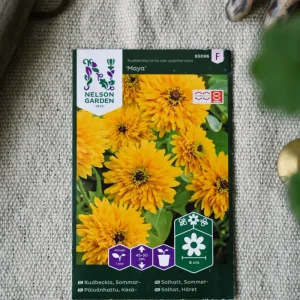 Sommarrudbeckia, Maya