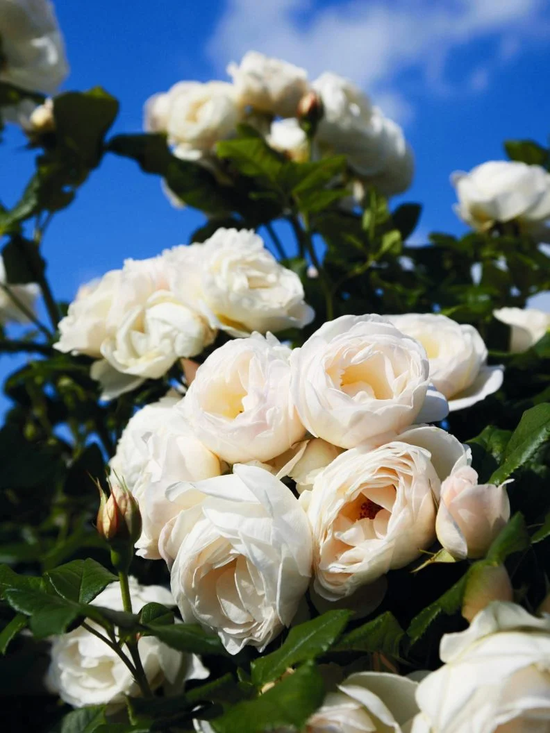 Klätterros 'Uetersener Klosterrose' - Bild 3